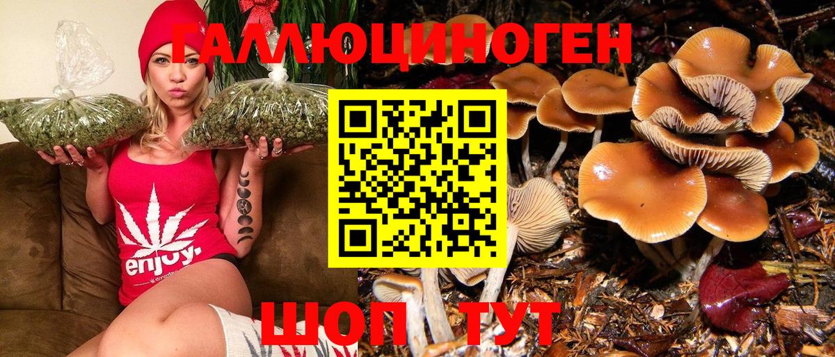 Псилоцибиновые грибы Psilocybine cubensis Дюртюли
